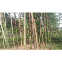 四川黄金芽茶苗小苗批发@价格@供应 