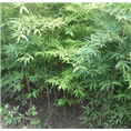 四川毛竹苗种植@基地@销售