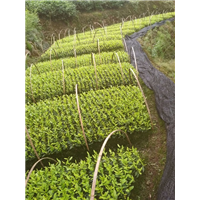 四川安吉白茶苗/小苗/价格/批发