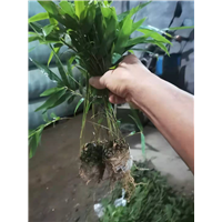 楠竹苗