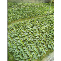 四川安吉白茶|安吉白茶苗 