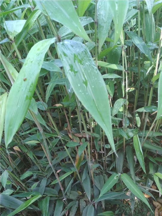 四川楠竹苗/小苗供应