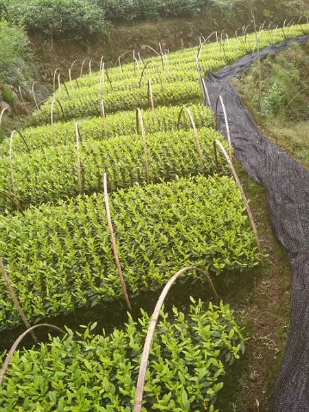 四川安吉白茶苗/小苗/价格/批发