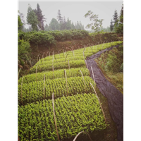 四川安吉白茶苗/小苗/供应/杯苗