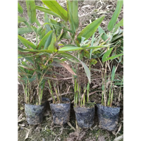 四川楠竹杯苗基地/供应 