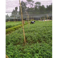 四川毛竹苗/小苗批发