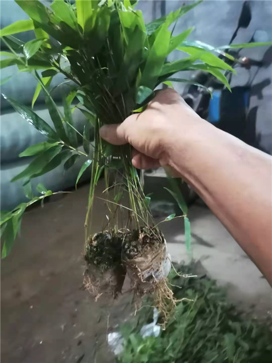 楠竹苗