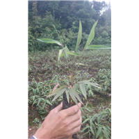 四川黄金芽茶苗小苗批发@价格@供应