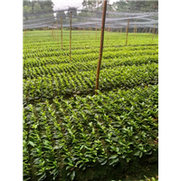 四川蒙山茶茶苗/小苗/价格/批发