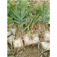 四川楠竹小苗价格