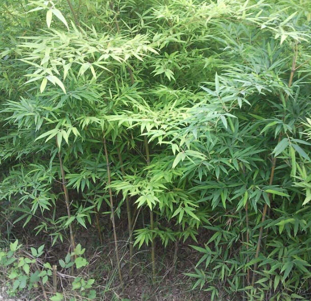 四川毛竹苗种植@基地@销售