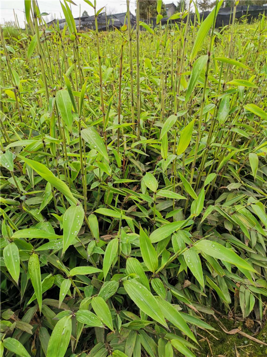 四川毛竹苗