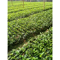 四川蒙山茶茶苗/小苗/供应/杯苗