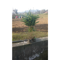 四川黄金芽茶苗小苗种植@基地@销售