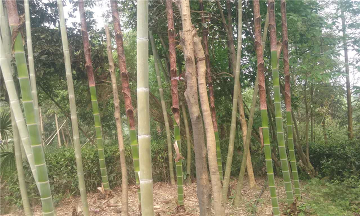 四川黄金芽茶苗小苗批发@价格@供应 