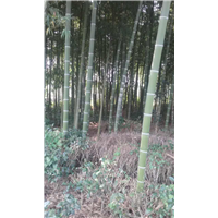 四川黄金芽茶苗小苗种植@基地@销售 