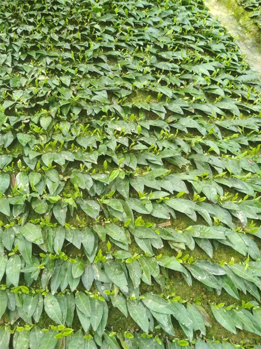 四川蒙山茶|四川蒙山茶苗 