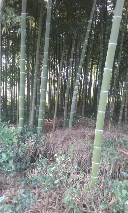 四川黄金芽茶苗小苗种植@基地@销售 
