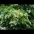 泰安白蜡%泰安白蜡小苗%%￥# 