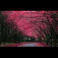 泰安樱花……&***泰安樱花 