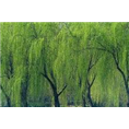 山东垂柳基地￥泰安垂柳-王经理 