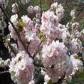 泰安樱花%￥泰安樱花基地】】 