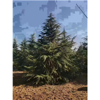 泰安白皮松批发