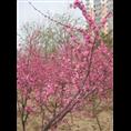 山东樱花树基地%泰安樱花苗木 