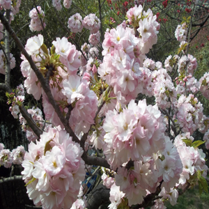 泰安樱花小苗 