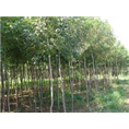 山东白蜡￥泰安白蜡直销-王经理 