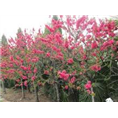 泰安红叶碧桃基地%泰安红叶碧桃价格 