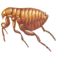 潍坊禹泉有害生物防治有限公司