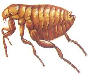 潍坊禹泉有害生物防治有限公司