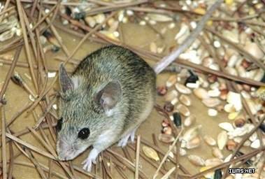潍坊禹泉有害生物防治有限公司