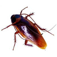 潍坊禹泉有害生物防治有限公司