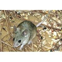 潍坊禹泉有害生物防治有限公司