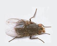 潍坊禹泉有害生物防治有限公司