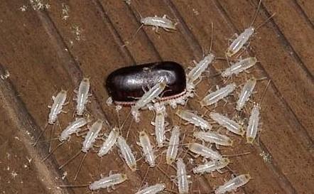 潍坊禹泉有害生物防治有限公司