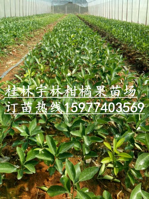 红肉脐橙苗|广西红肉脐橙苗-农户选择