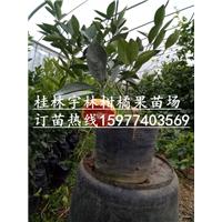 广西红肉脐橙苗|价格便宜|好苗子