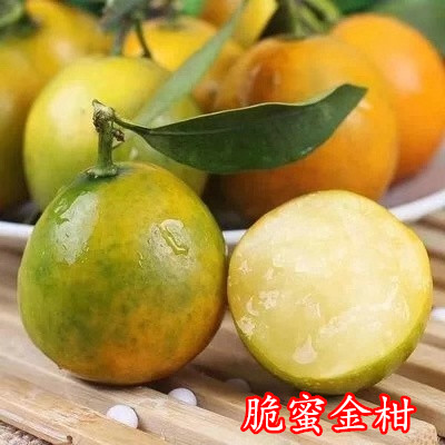 广西桂林脆蜜金柑苗桂林脆蜜金柑基地 