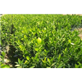 广西伦晚脐橙苗供应|广西伦晚脐橙基地