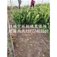 广西满天星百香果苗-百香果**品种