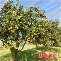 广西脆蜜金柑桂林脆蜜金柑宇林脆蜜金柑苗 