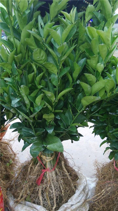 广西果苗--广西酸橘