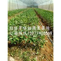桂林红肉脐橙苗/红肉脐橙苗技术培训