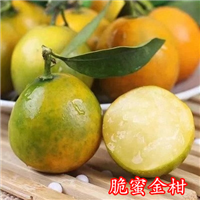 广西桂林脆蜜金柑苗桂林脆蜜金柑基地 
