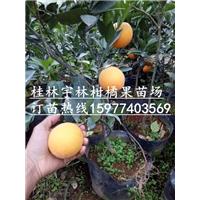 广西伦晚脐橙苗|易成活|结果快