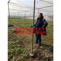 红肉脐橙苗|广西红肉脐橙苗-今年种它没错