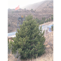 河北广场油松基地哪家价格实惠点